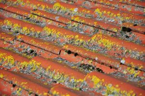 Read more about the article Roof Cleaning FAQs
