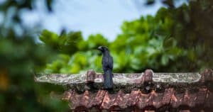 Read more about the article Top 10 Signs That Your Roof Needs Repairs: A Comprehensive Guide by Arizona Roofing Company